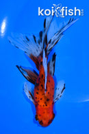 5.75" WATONAI GOLDFISH
