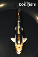 5.25" BENI KIKOKURYU