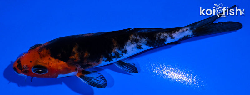 4.25" BENI MATSUKAWABAKE