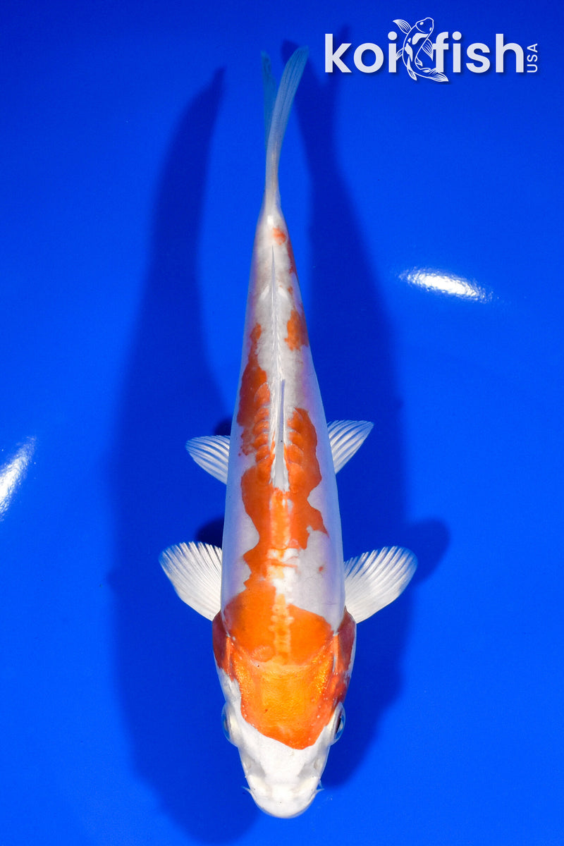 7" KIKUSUI