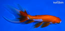 5.75" WATONAI GOLDFISH
