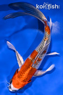 7.5" KUJAKU BUTTERFLY