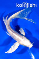 7" DOITSU PLATINUM OGON BUTTERFLY