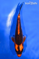 5" ORENJI MATSUBA