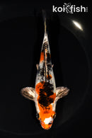 5.75" YAMATO NISHIKI
