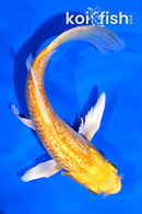 5.5" GINRIN YAMABUKI OGON BUTTERFLY