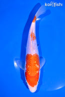 7.5" GINRIN SAN KOHAKU