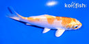 5" LEMON HARIWAKE