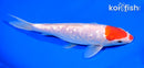 8.25" GINRIN KOHAKU