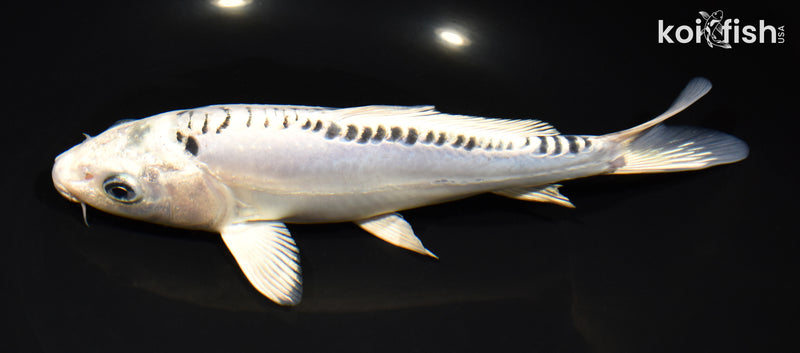 7.75" DOITSU GIN MATSUBA