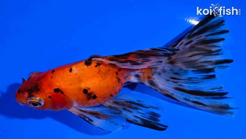 5.25" CALICO WATONAI GOLDFISH