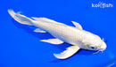 8.25" PLATINUM OGON BUTTERFLY