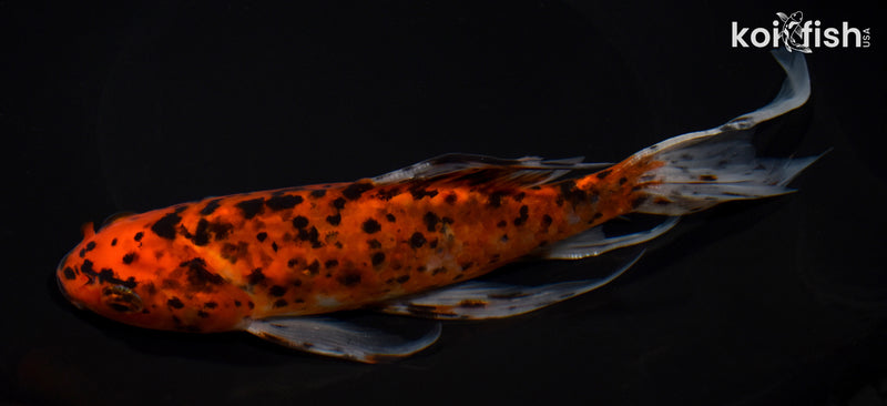 8.5" SHUBUNKIN GOLDFISH
