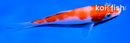4.5" KOHAKU