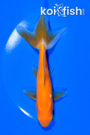 5.75" WAKIN GOLDFISH