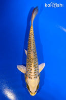 5.5" DOITSU KIN KI MATSUBA