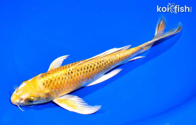 8.5" KUJAKU BUTTERFLY