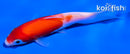 4" KOHAKU