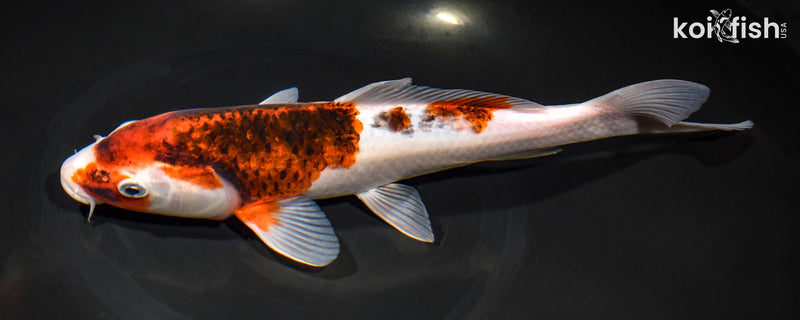 10.25" GOROMO