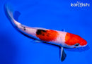 6.5" SANKE