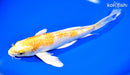 9" LEMON HARIWAKE BUTTERFLY