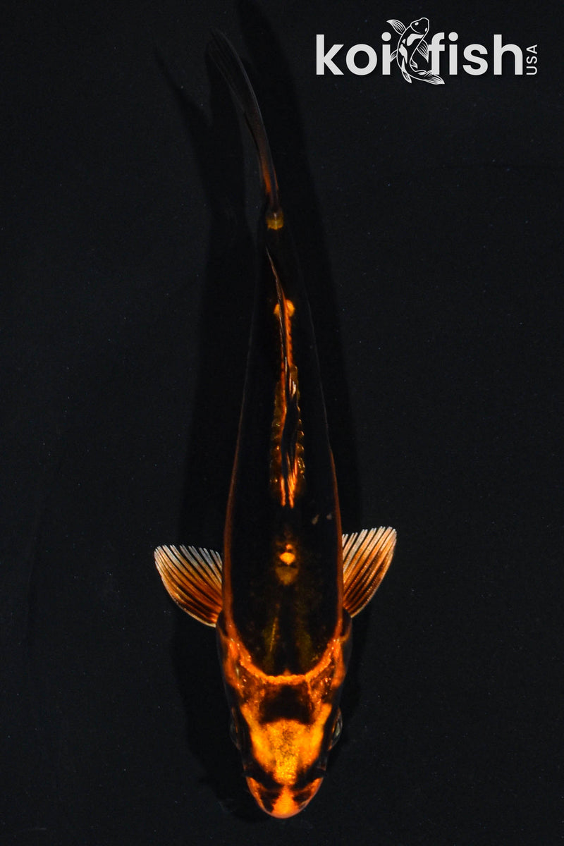 4.5" DOITSU ORENJI MATSUBA