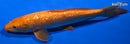 11.5" GINRIN CHAGOI