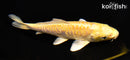 6" YAMABUKI OGON