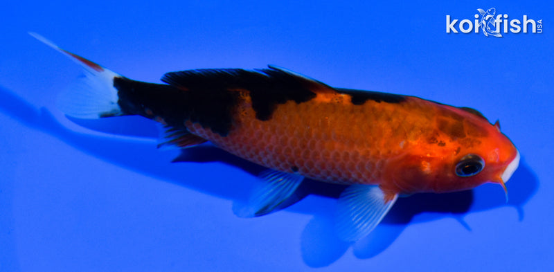 4.75" AKA SANKE