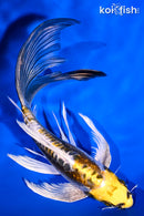 7.25" KIN KIKOKURYU BUTTERFLY