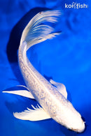 7.75" GINRIN PLLATINUM OGON BUTTERFLY