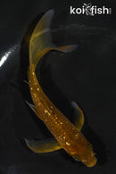 5.5" GINRIN CHAGOI BUTTERFLY