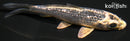 4.5" GINRIN GIN MATSUBA