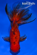 5" CALICO FANTAIL ORANDA GOLDFISH