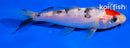 5.5" TANCHO SANKE