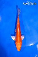 5" DOITSU ORENJI OGON