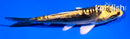 4" KIN KIKOKURYU