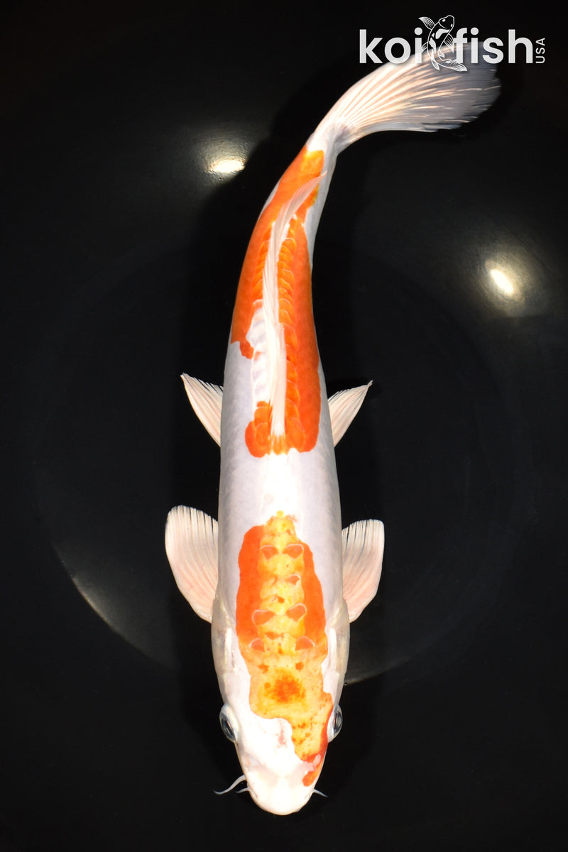 11.75" KIKUSUI