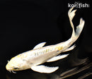 6.75" DOITSU KUJAKU BUTTERFLY