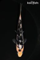 4.25" ARAGOKE SHIRO UTSURI