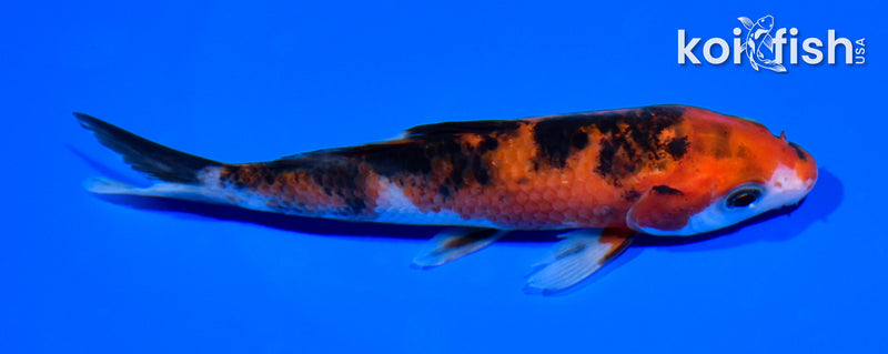 5.25" SANKE