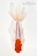 5.75" WAKIN GOLDFISH