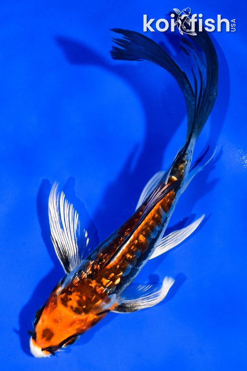 5.5" GINRIN BENI KIKOKURYU BUTTERFLY