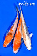 6.25 - 6.5" PACK OF (3) STANDARD KOI