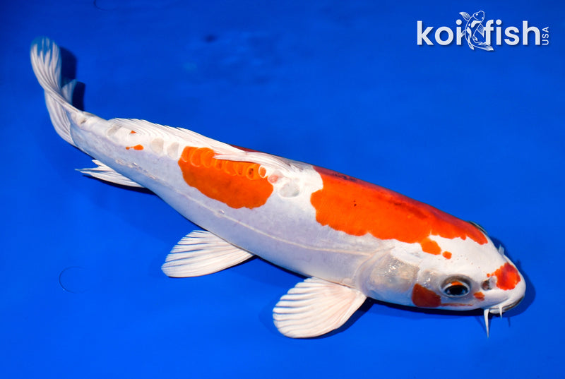 12.5" HEISEI NISHIKI