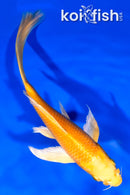 6.75" YAMABUKI OGON BUTTERFLY