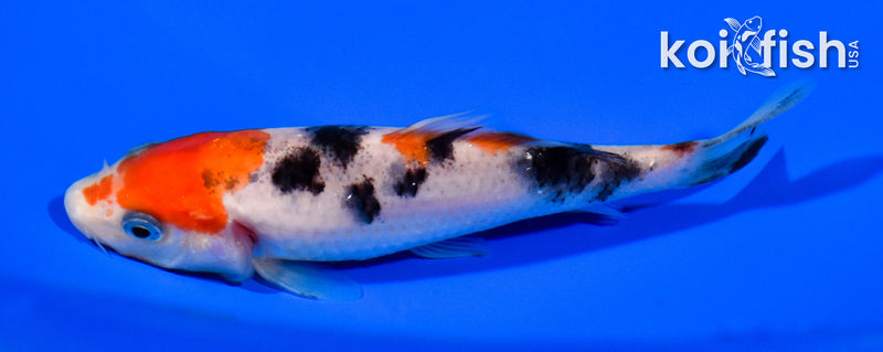 4.25" SANKE