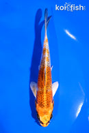 5.5" KUJAKU