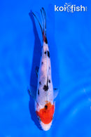 5" SANKE
