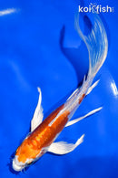 5" KIKUSUI BUTTERFLY